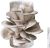 🍄 Organic Blue Oyster Mushroom Grow Kit (4lbs), Made in USA
